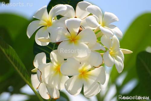 Best Western Premier Supalai Resort 28